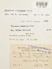 Dicranum undulatum image