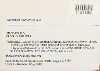 Dicranum undulatum image