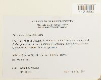 Dicranum undulatum image