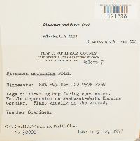 Dicranum undulatum image