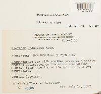 Dicranum undulatum image