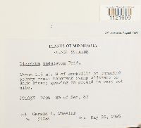 Dicranum undulatum image