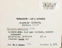 Dicranum undulatum image