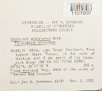 Dicranum undulatum image