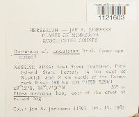 Dicranum undulatum image