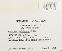 Dicranum undulatum image