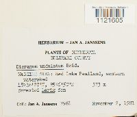 Dicranum undulatum image