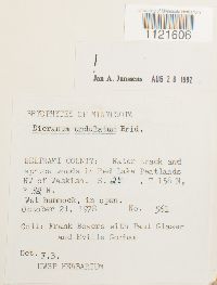 Dicranum undulatum image