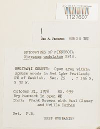 Dicranum undulatum image