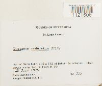 Dicranum undulatum image