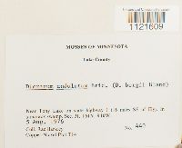 Dicranum undulatum image