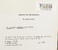 Dicranum undulatum image