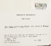 Dicranum undulatum image