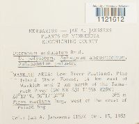 Dicranum undulatum image