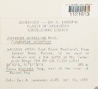 Dicranum undulatum image