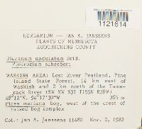 Dicranum undulatum image