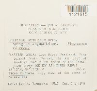 Dicranum undulatum image