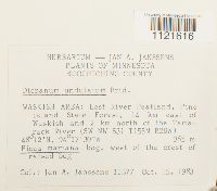 Dicranum undulatum image