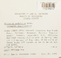 Dicranum undulatum image