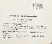 Dicranum undulatum image