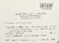 Dicranum undulatum image