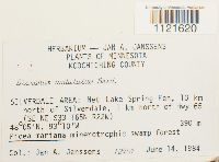 Dicranum undulatum image