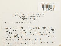 Dicranum undulatum image