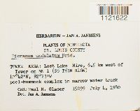 Dicranum undulatum image