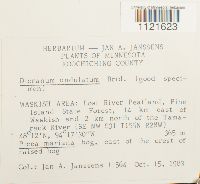 Dicranum undulatum image