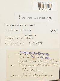 Dicranum undulatum image