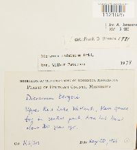 Dicranum undulatum image