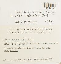 Dicranum undulatum image