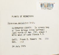 Dicranum undulatum image