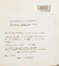 Dicranum undulatum image