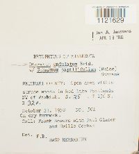 Dicranum undulatum image