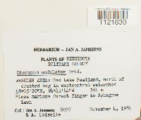 Dicranum undulatum image