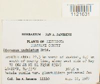 Dicranum undulatum image