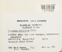 Dicranum undulatum image