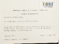 Dicranum viride image