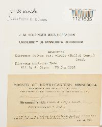 Dicranum viride image