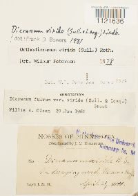 Dicranum viride image