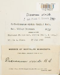 Dicranum viride image