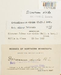 Dicranum viride image