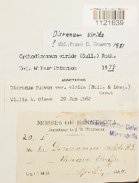 Dicranum viride image