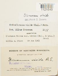 Dicranum viride image