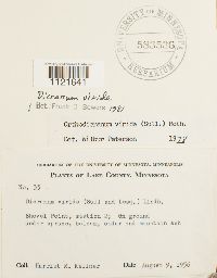 Dicranum viride image