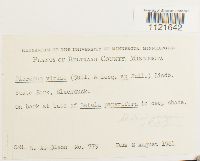 Dicranum viride image