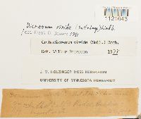 Dicranum viride image