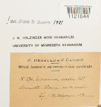 Dicranum viride image