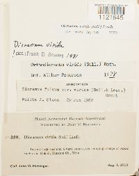 Dicranum viride image